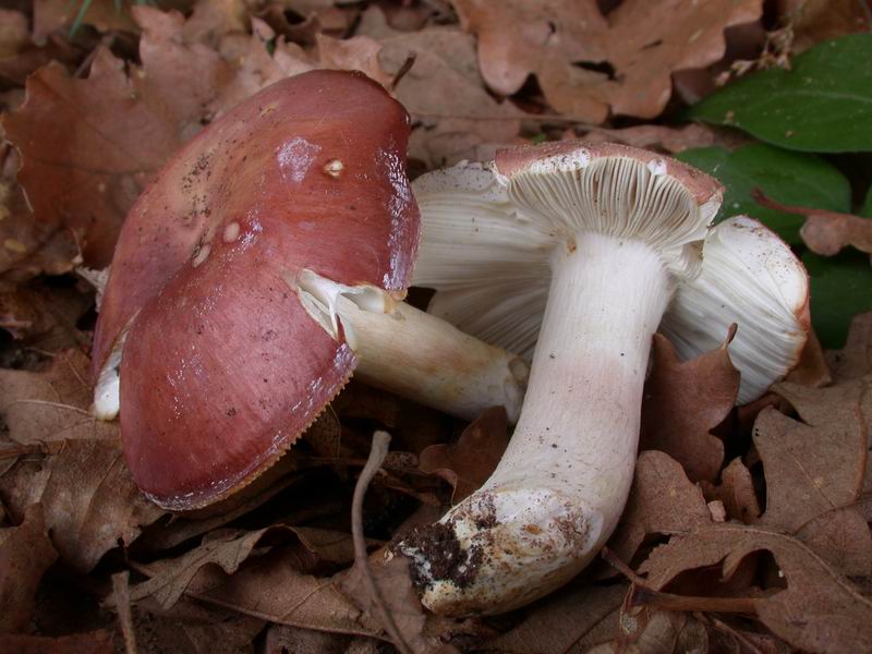 Russula 2.....
